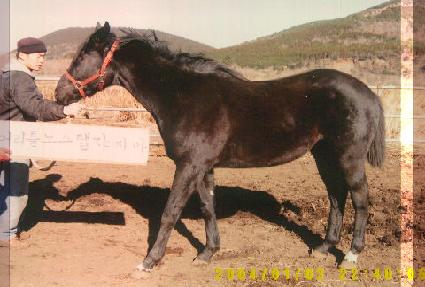 �뵵�� ����