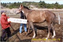 ��õ帲 (LASSI  DREAM) ����