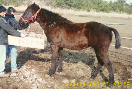 Ǫ������ ����