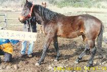 ������ (HAFNIUM) ����