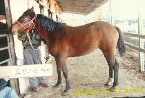 ��ǳ���� (SEONPUNG MALLI) ����