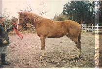 �����庸�� (PROUD BOY) ����