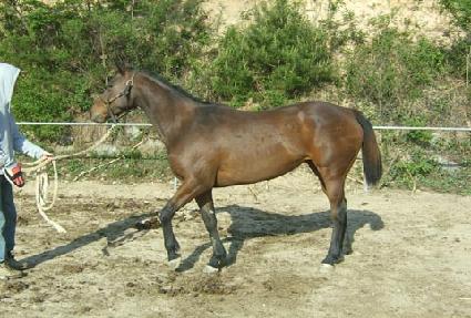 ���������� ����