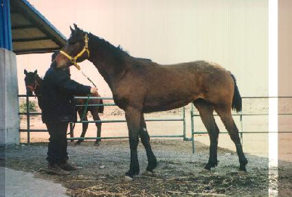 ���� ����