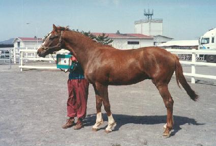 ����� ����