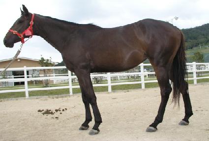 �¸������� ����