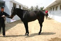 �׸�Ÿ�̰� (GREEN TIGER) ����