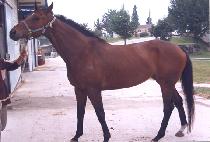 ��Ƽ�������� (BEAUTY PRINCESS) ����