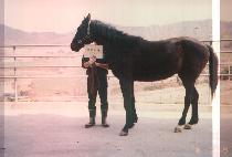 ���ں� (WANGJABONG) ����