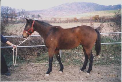 �ƿ����� ����