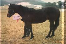 �ξ⸶��ƾ (ROYAL MOUNTAIN) ����