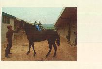 ����ƽ���� (POETIC RUNNER) ����