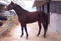 �������� (NANGMAN JILJU) ����