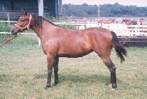 ��õ (DANG CHEON) ����