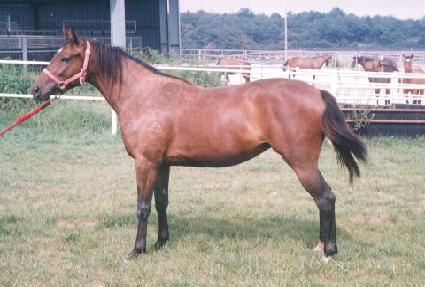 ��õ ����