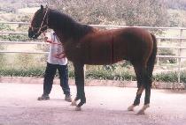 ������ (GAREUMI) ����