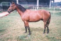 ȣ�� (HOGI) ����