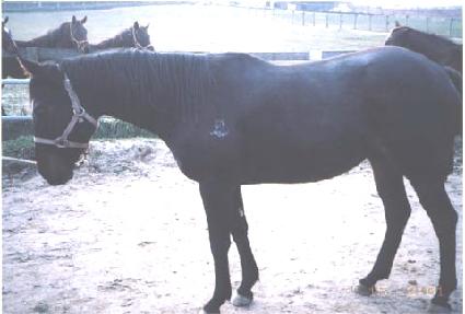 ���� ����