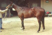 �������� (JEOLLYOK TUGU) ����