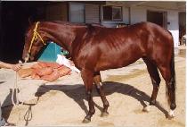 ���̽��� (NICE SHOT) ����