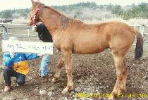 �ƾ���Ʈ (ASSIFATEU) ����