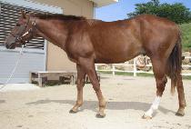 ��ȣ���� (BAEKHO MAENGJANG) ����