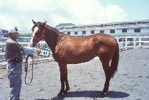 Ư������ (TEUKGEUP JILJU) ����