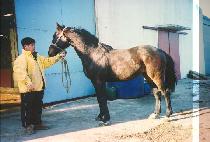 ��õ�� (JEONCHEONHU) ����