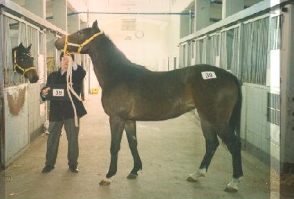 ���� ����