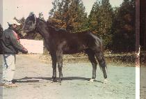 õ��� (CHEONDAESAN) ����