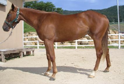 ���ǻ� ����