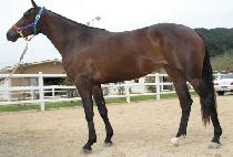 �۴޺� (JAKDALBI) ����