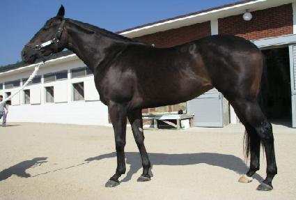 �¸���� ����