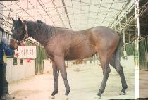 �������ǵ� (DOUBLE SPEED) ����