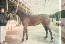 ���� (JUPO) ����