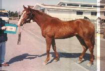 â����� (CHANGYEONG DAEDU) ����