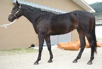 ������� (JANGSANG JIJAE) ����