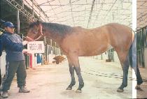 ���ǵ���� (SPEEDWAY) ����