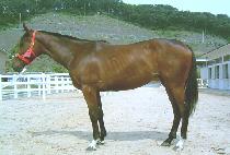 Ư�� (TEUKDAN) ����