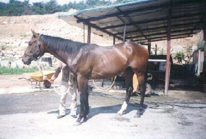 �׸��ʵ� ����