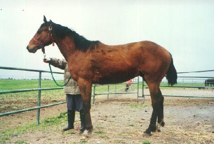 �ѼҸ� ����