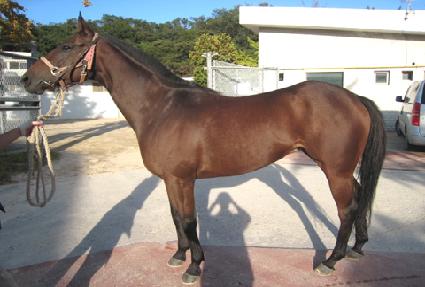 ������ ����