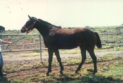 ����Ĺ ����