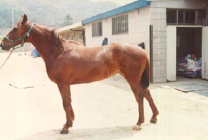 �帮�� ����