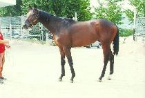 ����Ʈ����� (BEST CONDITION) ����