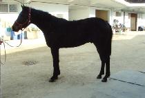 ���ٽ� (DANGDAE DASEUNG) ����