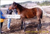 è����Ű (CHAMP ROOKIE) ����