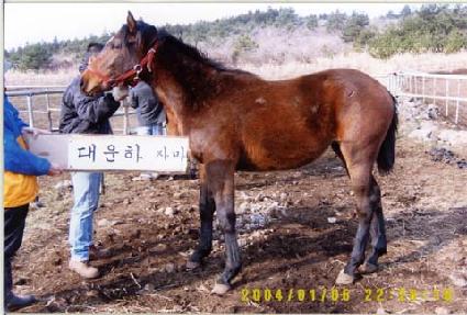 è����Ű ����