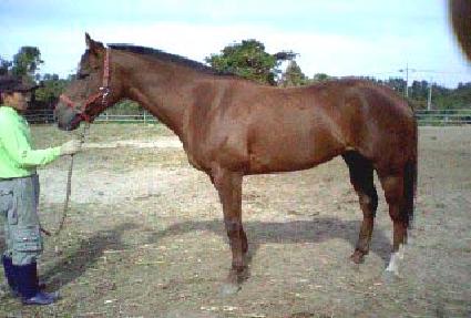 ���� ����