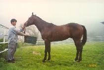 ���� (JINGA) ����